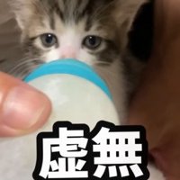 無表情でミルクを飲む子猫2