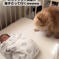 ベビーベッドの上で俯いて新生児から目を背けている茶色猫