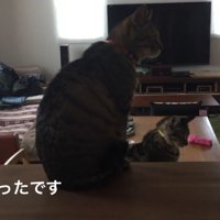 座っている2匹のキジトラ猫
