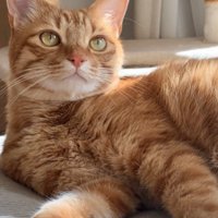 寝そべっている猫