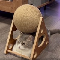 爪とぎの下の猫