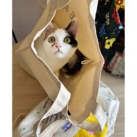 袋に入っている猫