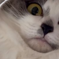見下ろす猫
