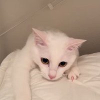 ゾンビみたいな猫