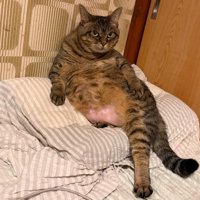 枕の上に座る猫