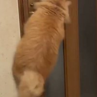 犬にも見える猫