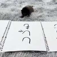 並べられた紙の後で真っ直ぐカメラの方に頭を向けている子猫（右前足を前に出している）