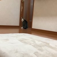 振り向く猫