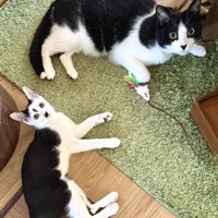 白黒柄の猫2匹