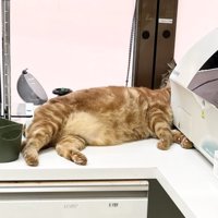 機材に顔が隠れた状態で眠る茶トラ猫