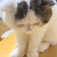 覗き込む猫