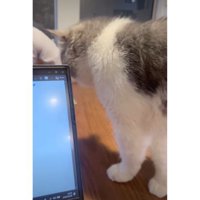 テーブルの上にいる猫