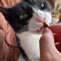 食べにくそうな猫
