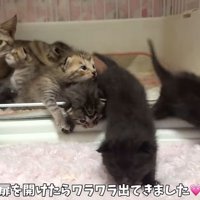 かのこママとわらわら出てくる子猫たち