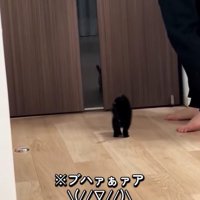 家族を出迎える子猫2
