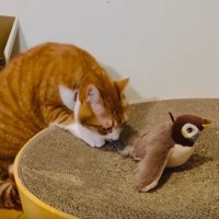 猫と鳥のおもちゃ