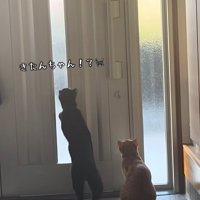 玄関で待っている猫達