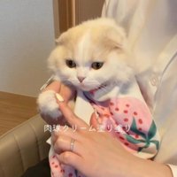 爪切りのあとに、肉球にクリームを塗られる猫