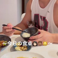 食事中の男性と子猫