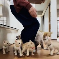 投稿主さんのごはんの準備が待ちきれず騒ぐ子猫たち