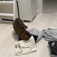 洗濯物にいたずらするみにらくん2