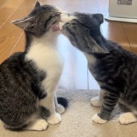 お座りして向かい合っている2匹の子猫（字幕なし）