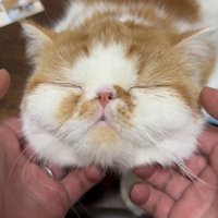マッサージされる猫さん