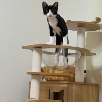 キャットタワーで立つ猫