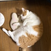 クッションに寝転がる猫