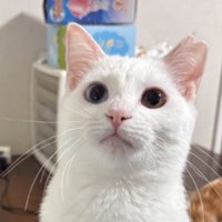 ふっくらしたお顔