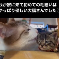 顔を毛づくろいされる子猫