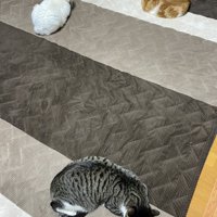 ホットカーペットにトライアングル状に並ぶ3匹の猫