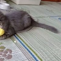 楽しそうな猫
