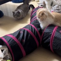 キャットトンネルに集まる6匹の猫