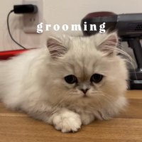 掃除機の前で伏せをしている子猫