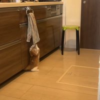 後ろ足で立ってタオルを両前足で掴んで噛みついている猫
