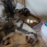 大人猫にかまわれている子猫