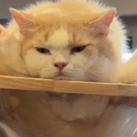 無表情の猫