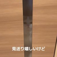 佇む猫
