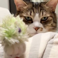 猫の前脚を下から触る人