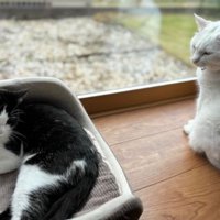 窓際にいる猫たち