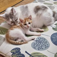 成猫に寄り添う子猫