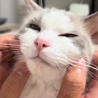 顔を撫でられる猫