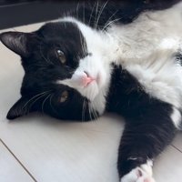 猫に優しく注意する女性