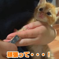 爪切りされている子猫