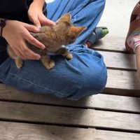 子どもたちのそばでくつろぐ子猫