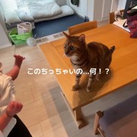 後ずさりする猫