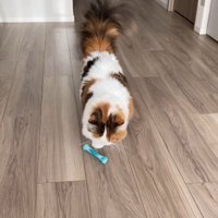 飼い主の前におもちゃを置く猫