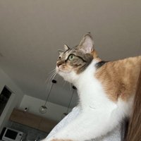 人の肩に乗る猫