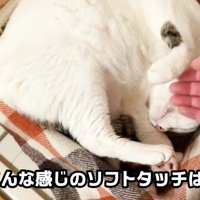 ソフトタッチでなでられるおーちゃんさん